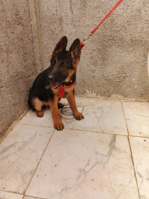 BARGI