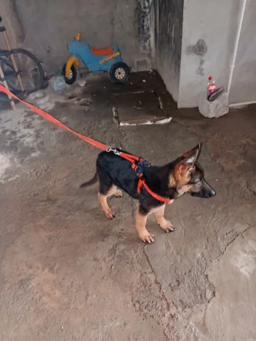 BARGI