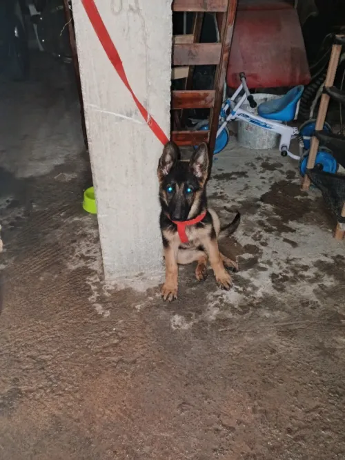 Bargi almon