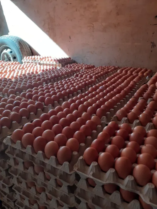 Oeuf gros et détaille 