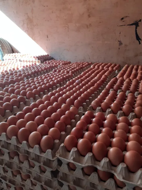 Oeuf gros et détaille 