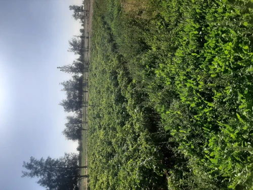 Vente Terrain Agricole Naama Ain ben khelil