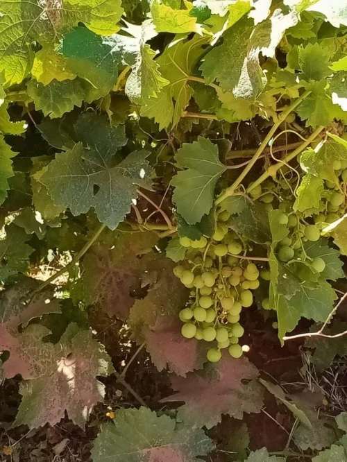 Vente Terrain Agricole Naama Ain ben khelil