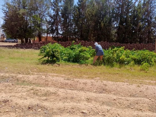 Vente Terrain Agricole Naama Ain ben khelil