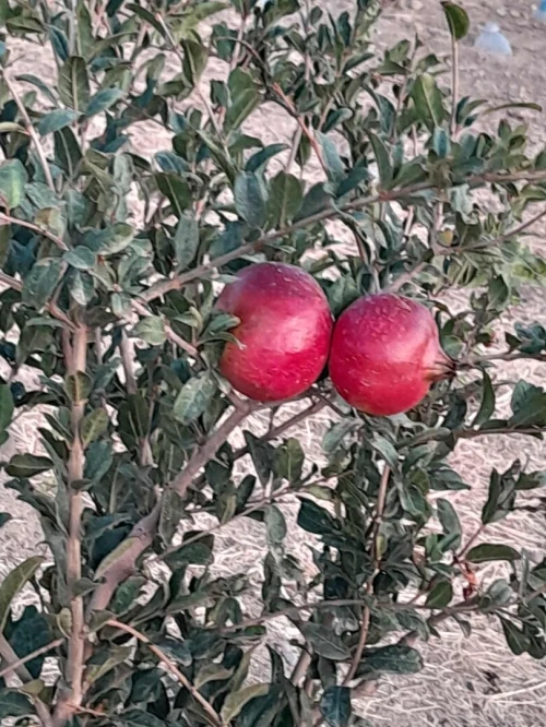 Vente Terrain Agricole Chlef Ouled fares