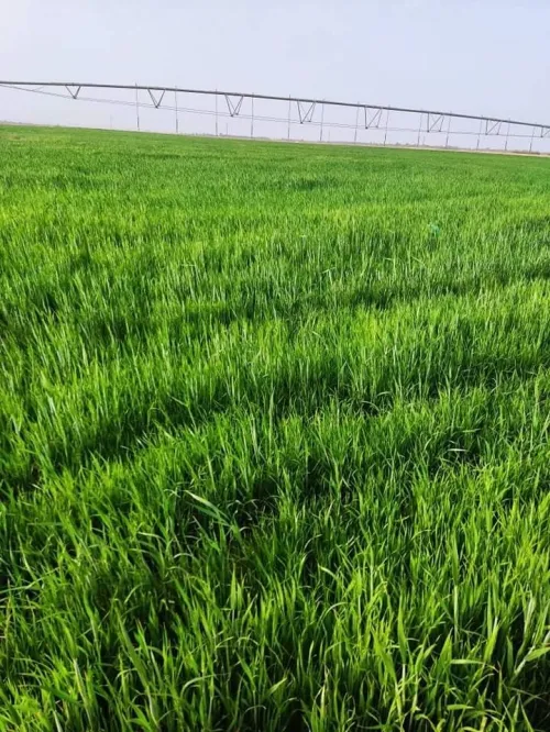 Vente Terrain Agricole Adrar Adrar