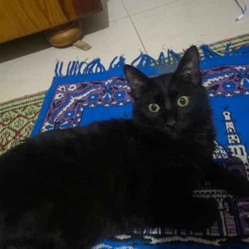 Chat male pour adoption