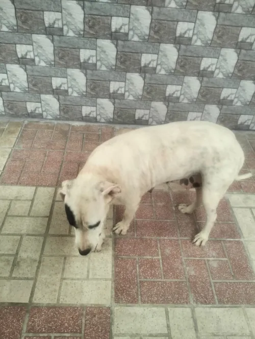 Dog argentine 