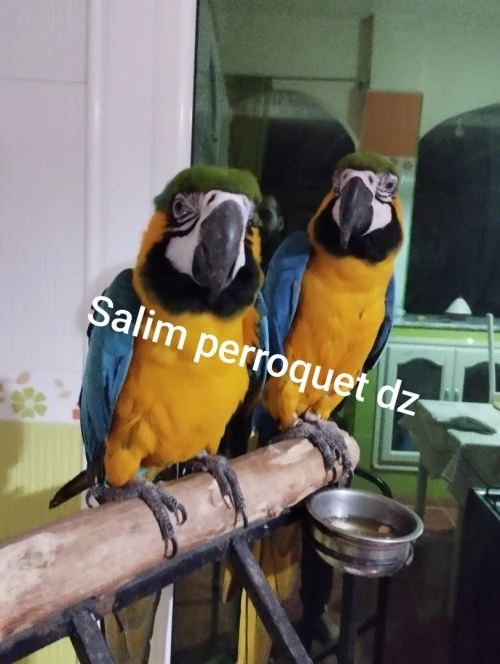 Dressage perroquet 