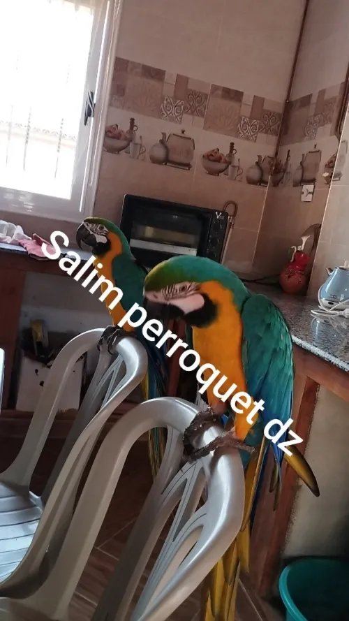 Dressage perroquet 
