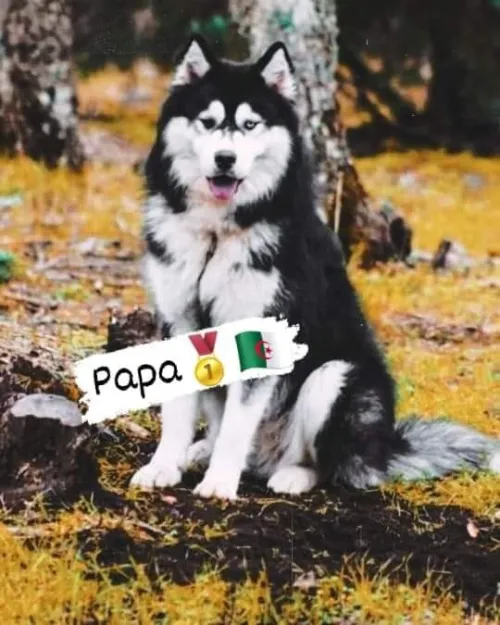 Husky Malamute 