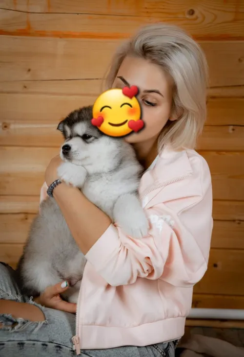 Husky Malamute 