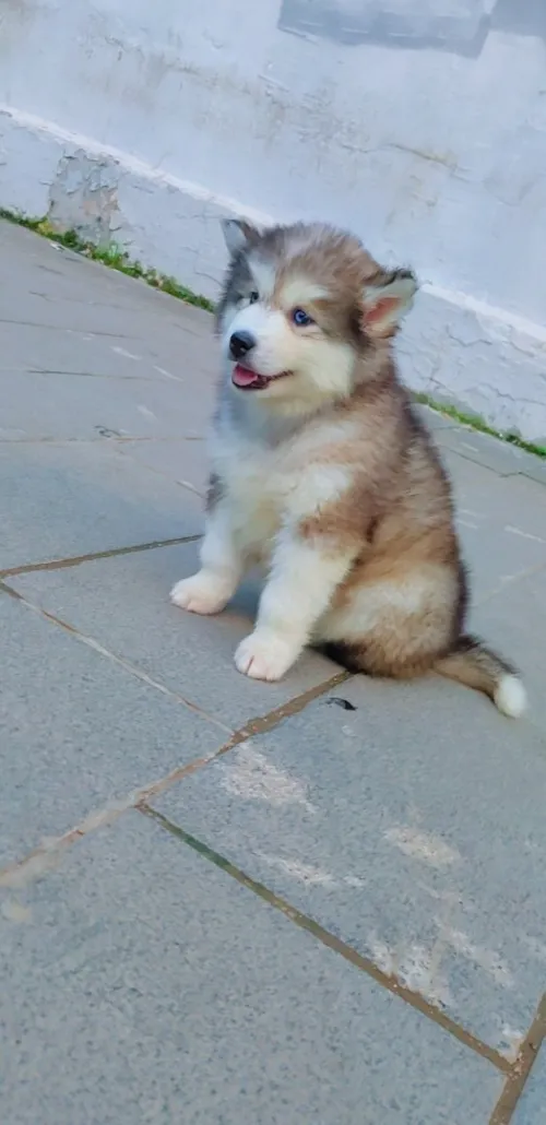 Husky Malamute 