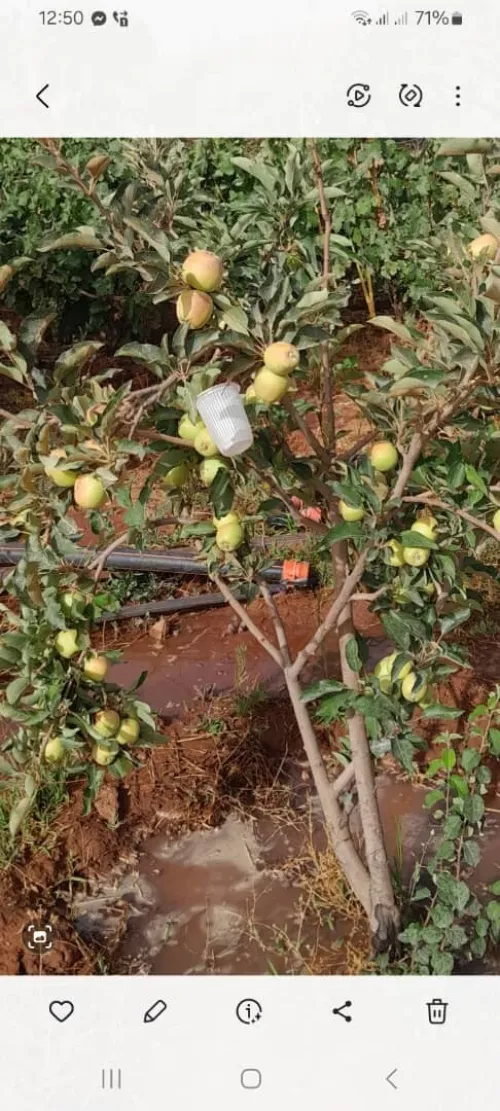 Vente Terrain Agricole Saïda Youb