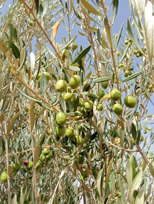 Vente Terrain Agricole Saïda Youb