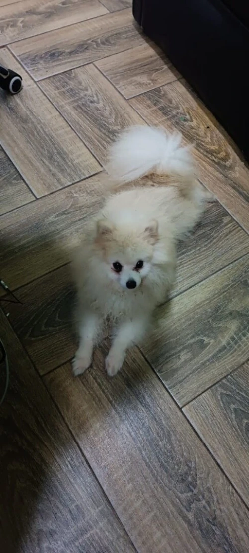Chien de race -spitz nain- male