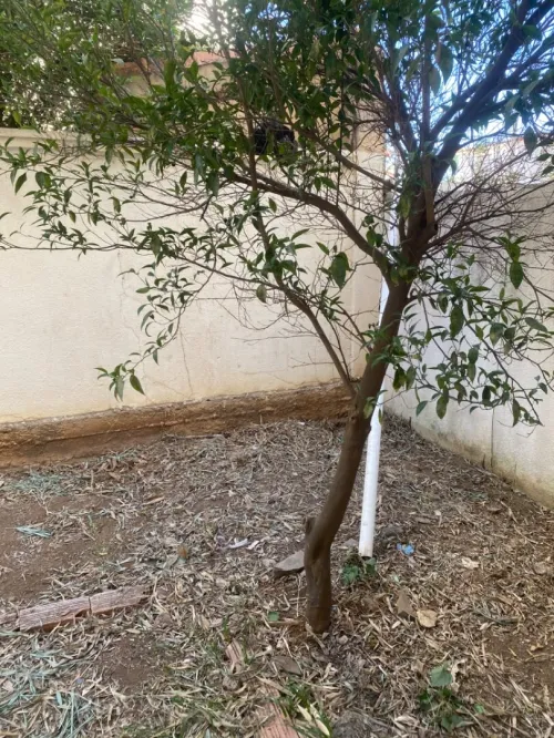Location Villa Alger Cheraga