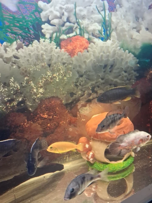 Aquarium avec meuble 1 mètre haute finition