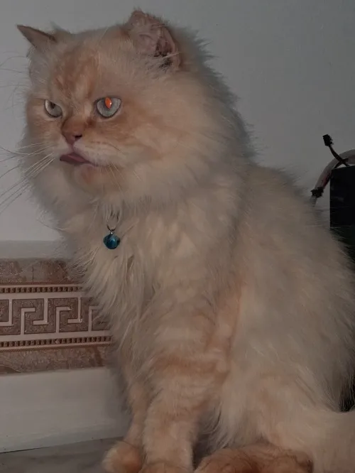 Nouvelle portée de chatons Persan Himalayan