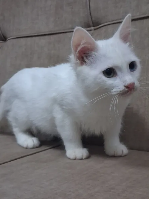 Chat Angora Turc F yeux vairons Blanche Neige