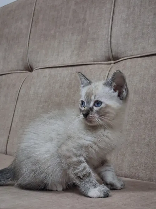 Chat Siamois Femelle 2 mois