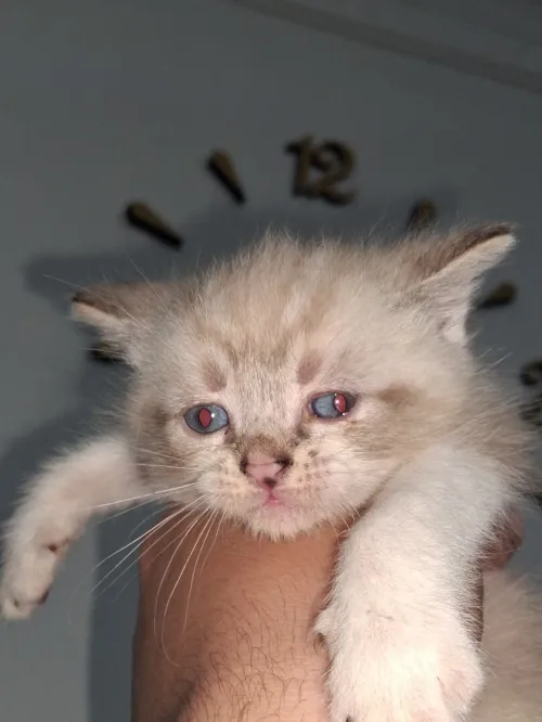 Nouvelle portée de chatons Persan Himalayan