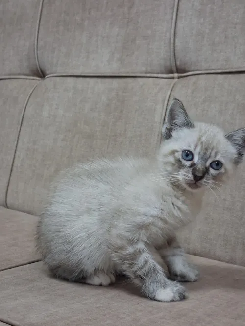 Chat Siamois Femelle 2 mois