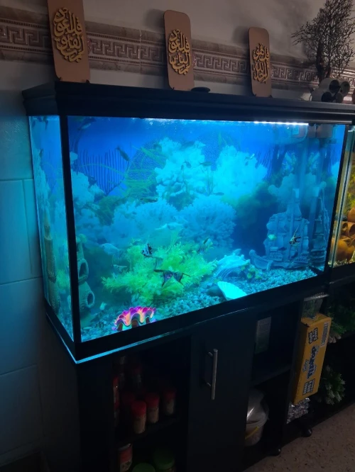 Aquarium 1m avec meuble