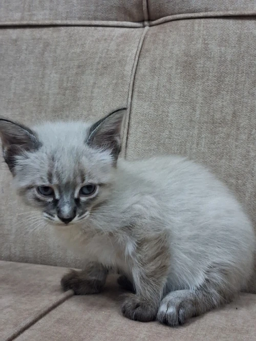 2 Chats Siamois Femelles 2 mois