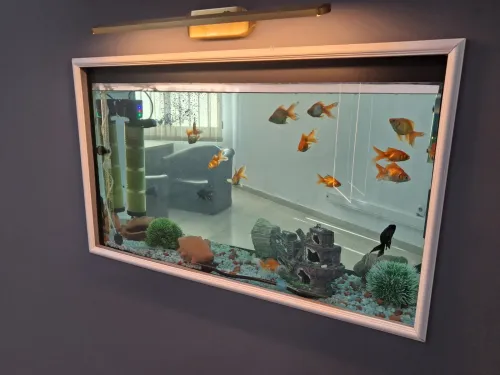 Conception d'aquariums, équipements, accessoires, poissons et entretien
