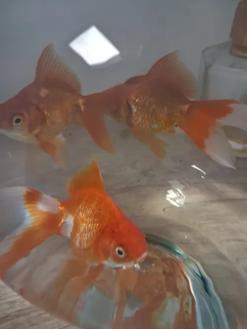 Aqua-Bocals différents Modèls