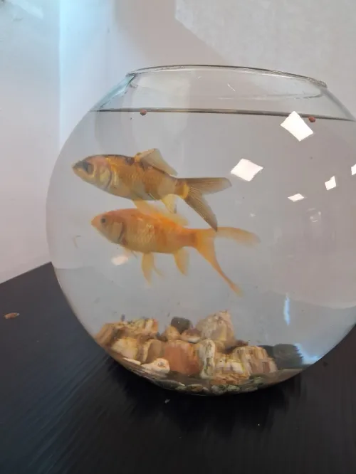 Aqua-Bocals différents Modèls