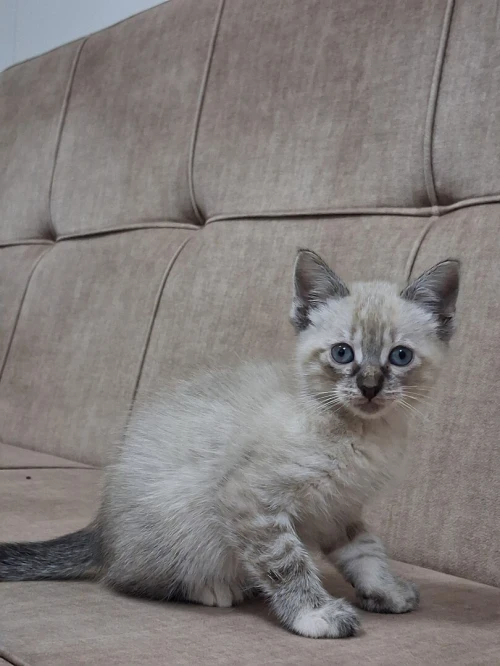 Chat Siamois Femelle 2 mois