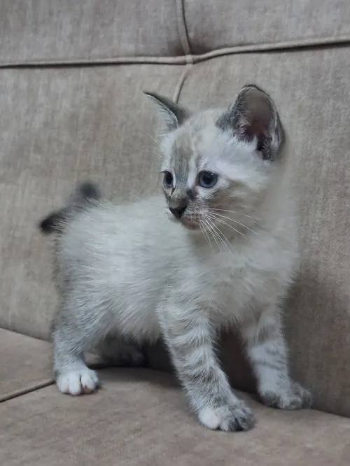 Chats Persan Himalayan 2,5 mois