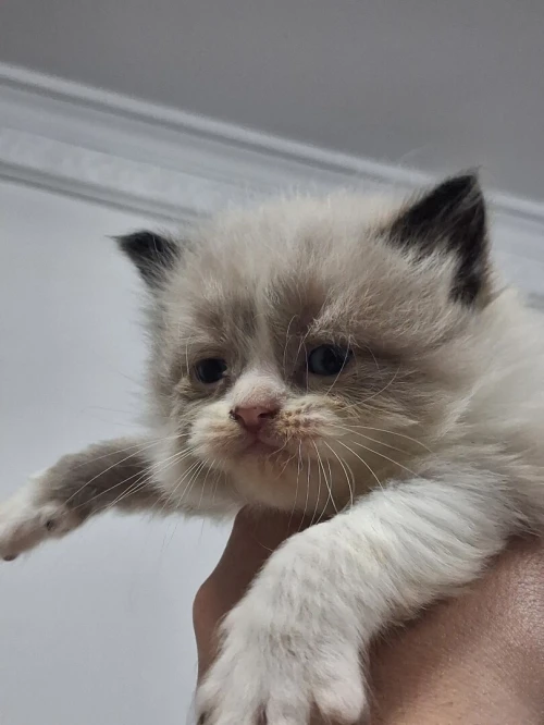 Nouvelle portée de chatons Persan Himalayan