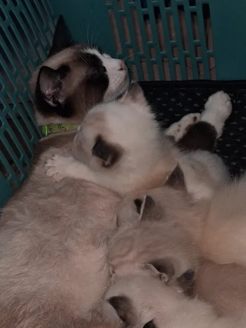 Nouvelle portée de chatons Persan Himalayan
