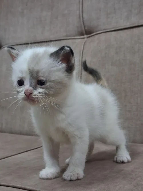 Nouvelle portée de chatons Persan Himalayan