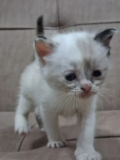 Nouvelle portée de chatons Persan Himalayan