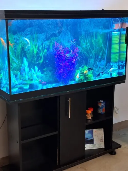 Aquarium avec meuble noir 80x55x25cm
