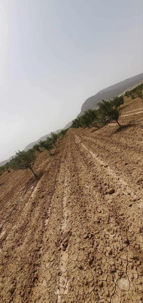 Vente Terrain Agricole Tébessa Bekkaria 