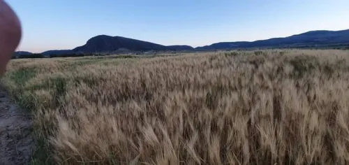 Vente Terrain Agricole Tébessa Bekkaria 