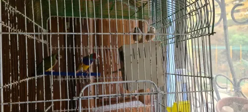 Diamant gold ( diamant de gould )