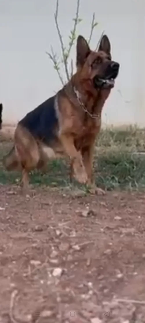 Chien berger allemand pitigri femel