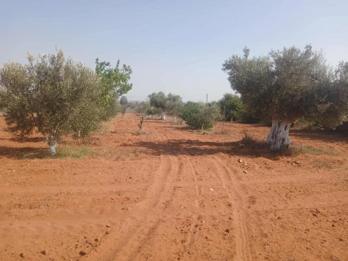 Vente Terrain Agricole Mostaganem Ain tadles