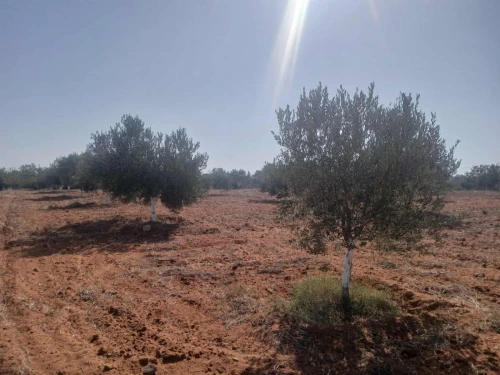 Vente Terrain Agricole Mostaganem Ain tadles