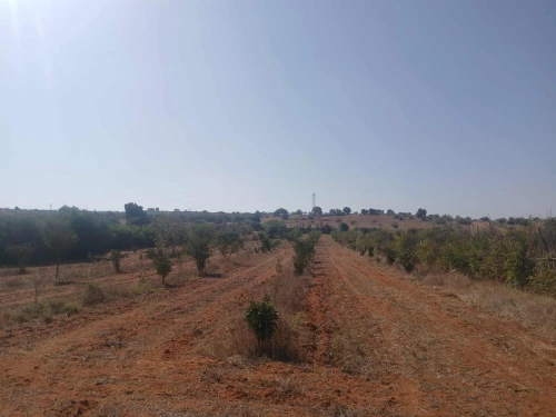 Vente Terrain Agricole Mostaganem Ain tadles