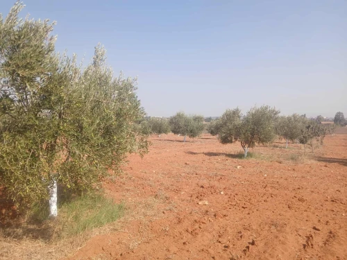 Vente Terrain Agricole Mostaganem Ain tadles