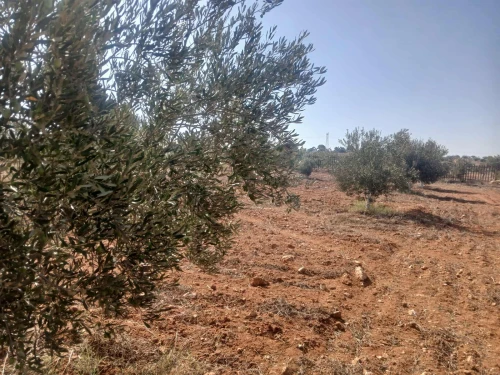 Vente Terrain Agricole Mostaganem Ain tadles