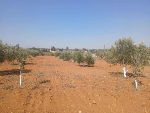 Vente Terrain Agricole Mostaganem Ain tadles