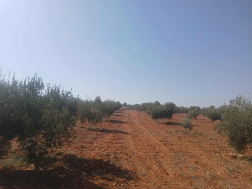 Vente Terrain Agricole Mostaganem Ain tadles